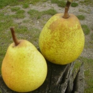 Beurr&eacute; de Merode