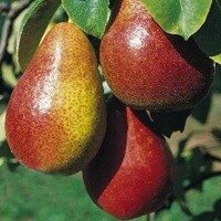 Bon Louise d'Avranches