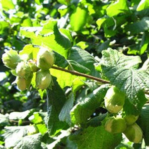 Hazelnoot 'Lange spaanse'