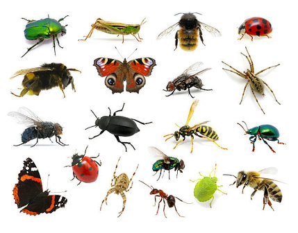 Gastles:  insecten (PO groep 5-8)