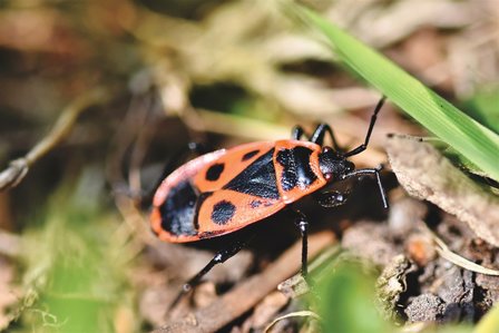 Leskist indelen insecten