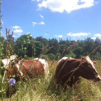 Biodiversiteit