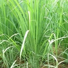 Citronella 