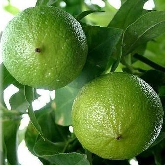 Bergamot FCF