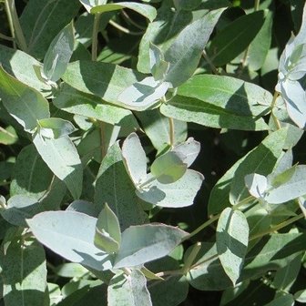 Eucalyptus