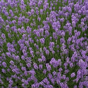 Lavendel