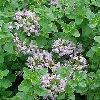 Oregano