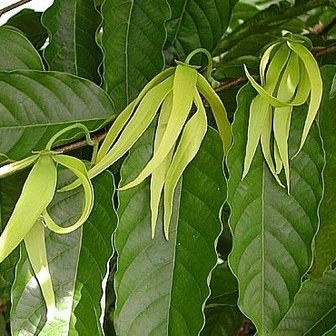 Ylang ylang III