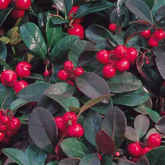 Wintergreen