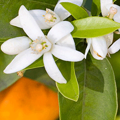 Neroli