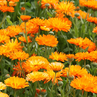 Calendula-olie