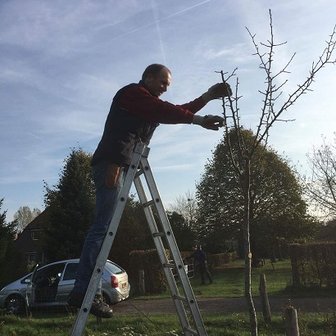 Fruitbomen snoeien