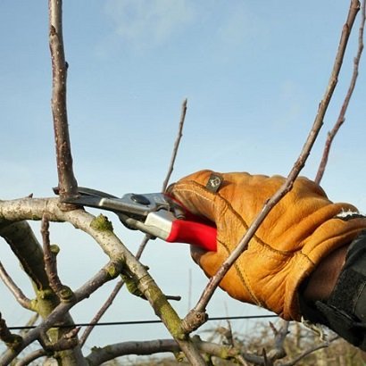 Fruitbomen snoeien