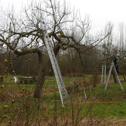 Fruitbomen snoeien