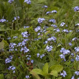 Bloemzadenmengsel 61: voor onderbegroeiing