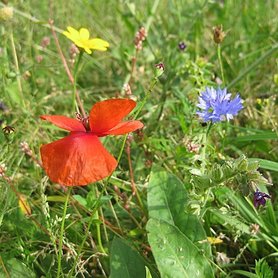 Bloemzadenmengsel 52: één- en tweejarige planten voor bijen
