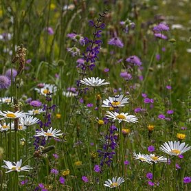 Bloemzadenmengsel 51: meerjarige planten voor bijen