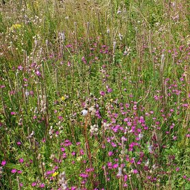 Bloemzadenmengsel 05: op gewone kalkrijkere gronden