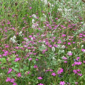 Bloemzadenmengsel 04: op schrale droge gronden