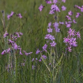 Bloemzadenmengsel 03: op vochtige gronden
