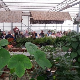 Evolutie van planten