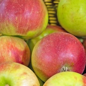 Brabantse Bellefleur