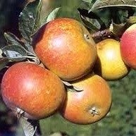 Cox's Orange Pippin