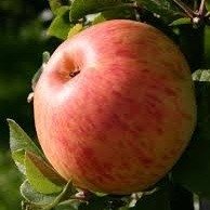 Dülmener Rosenapfel