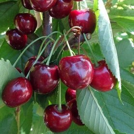 Hedelfinger Riesenkirsche