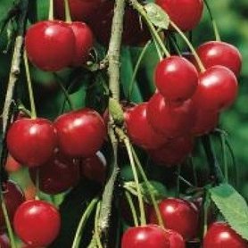 Rheinische Schattenmorelle