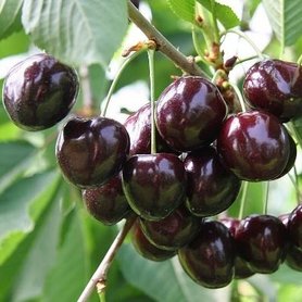 Scheinder Späte Knorpelkirsche