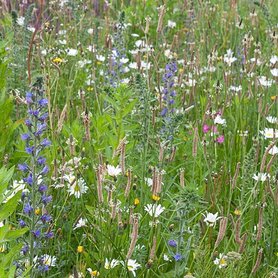 Bloemzadenmengsel 01: op alle, behalve zware  en natte gronden