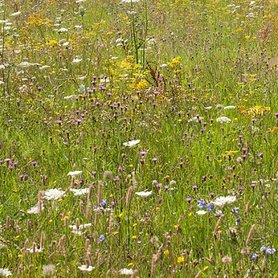 Bloemzadenmengsel 02:  op voedselrijke en klei gronden